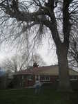 Jordan in the tree and Madison wanting to help
