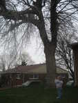 Jordan in the tree with a chain saw - going to cut down a branch