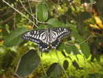 Butterfly world in Oregon