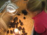 Easter chicks