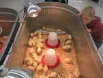 Easter chicks at Cal Ranch