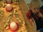 Paul saying, "shhhhh!" The chicks are sleeping!