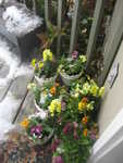 Mother's day flowers were covered with snow