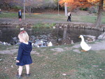 Ducks at the pond in Provo on BYU campus
