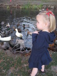 Ducks at the pond at BYU