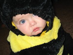 Blue eyed bumble bee