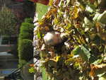 IMG 0015