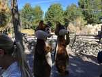 IMG 4243